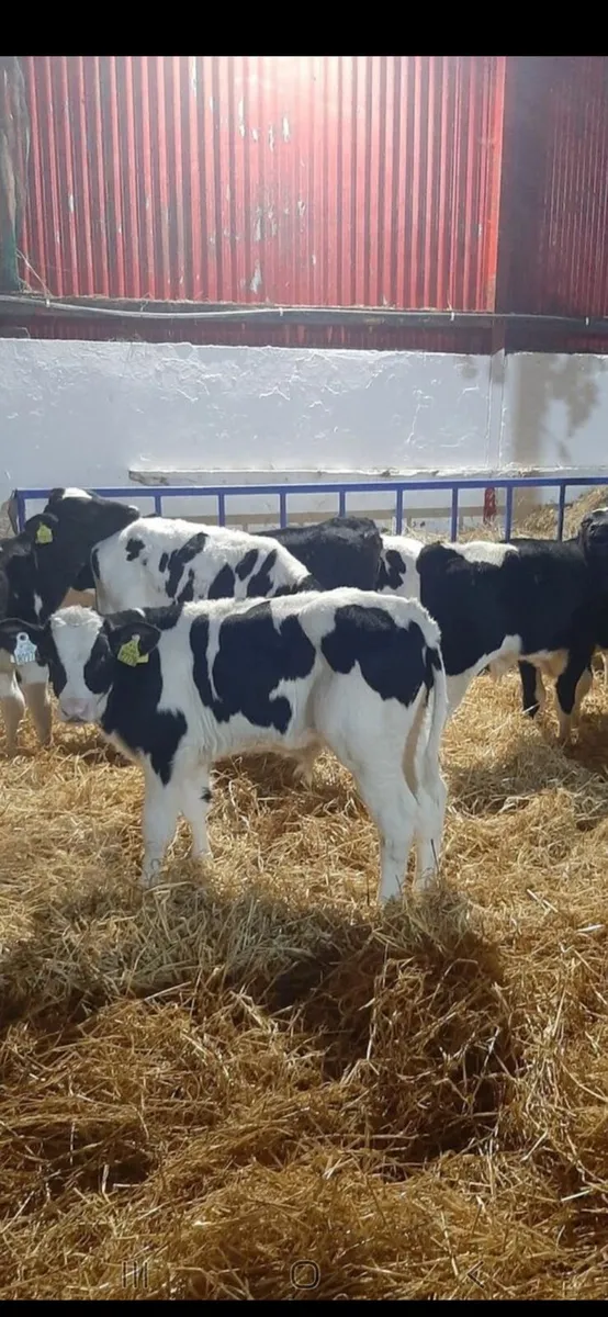 Calves wanted from TB restricted herds