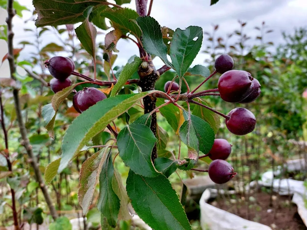 Bareroot Apple Trees - Image 2
