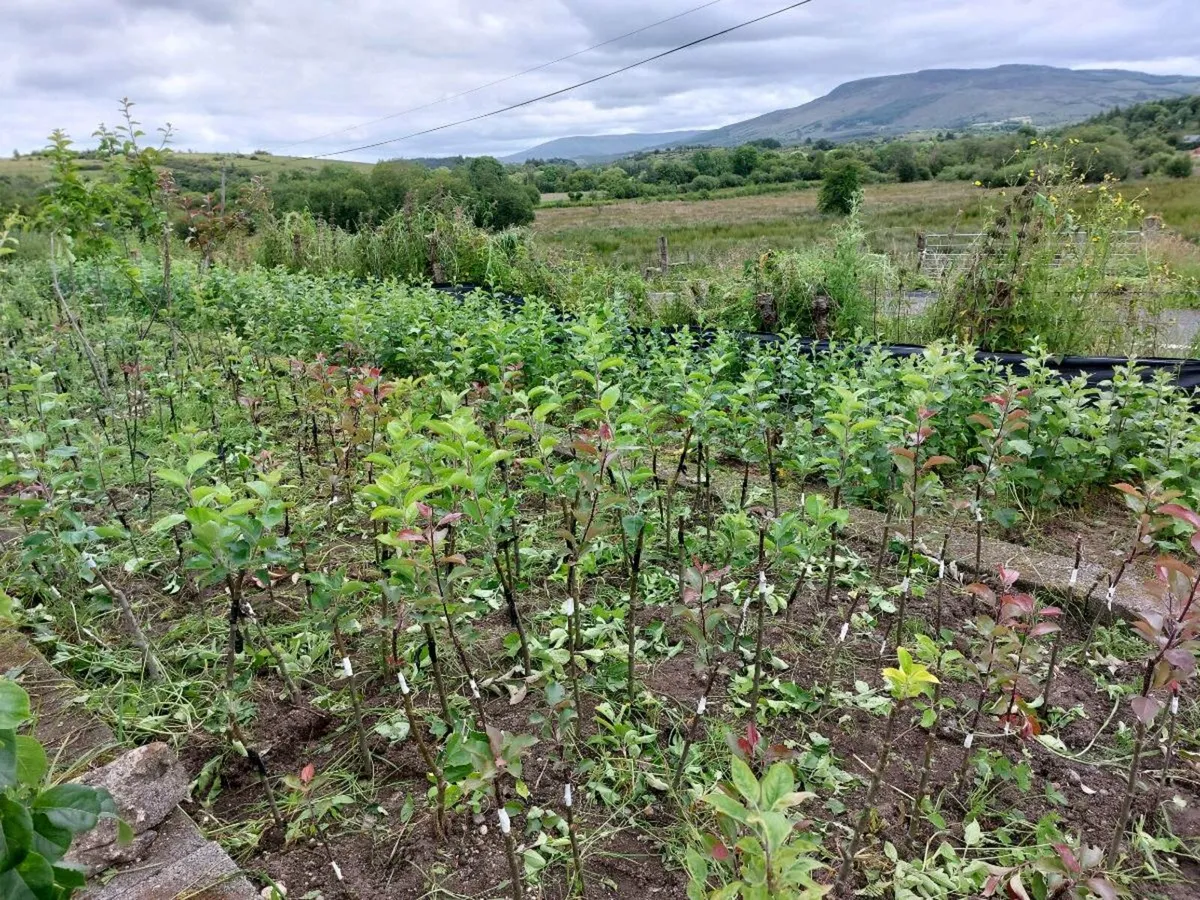 Bareroot Apple Trees - Image 3