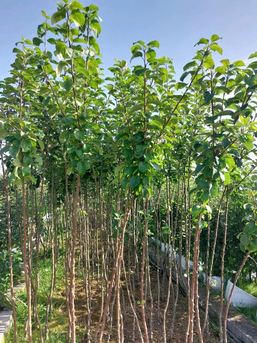 Bareroot Apple Trees - Image 1