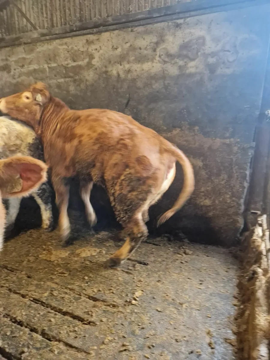 Breeding Heifers - Image 2