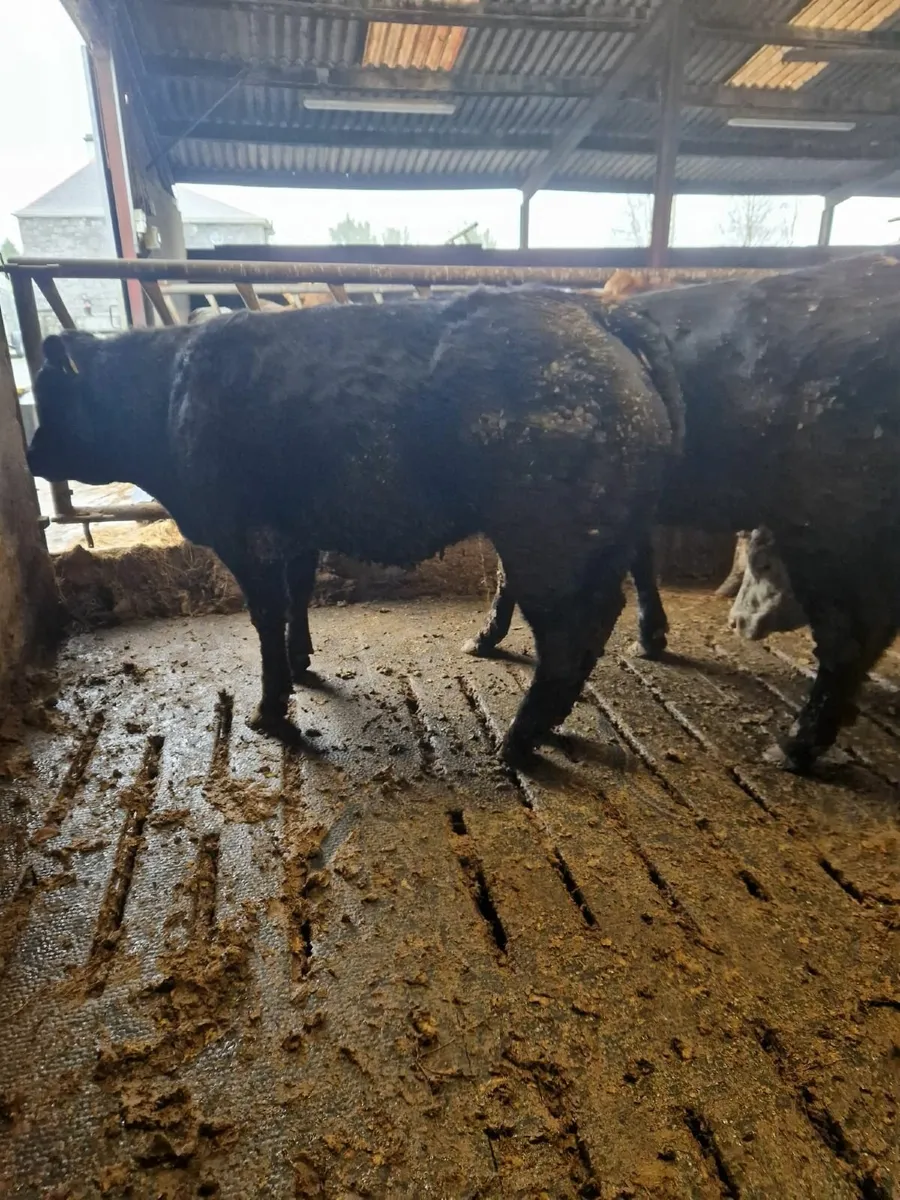 Breeding Heifers - Image 3