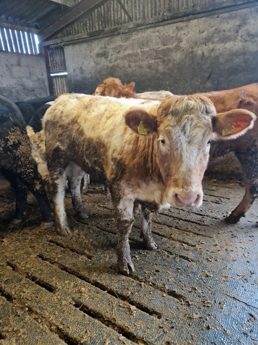 Breeding Heifers - Image 4