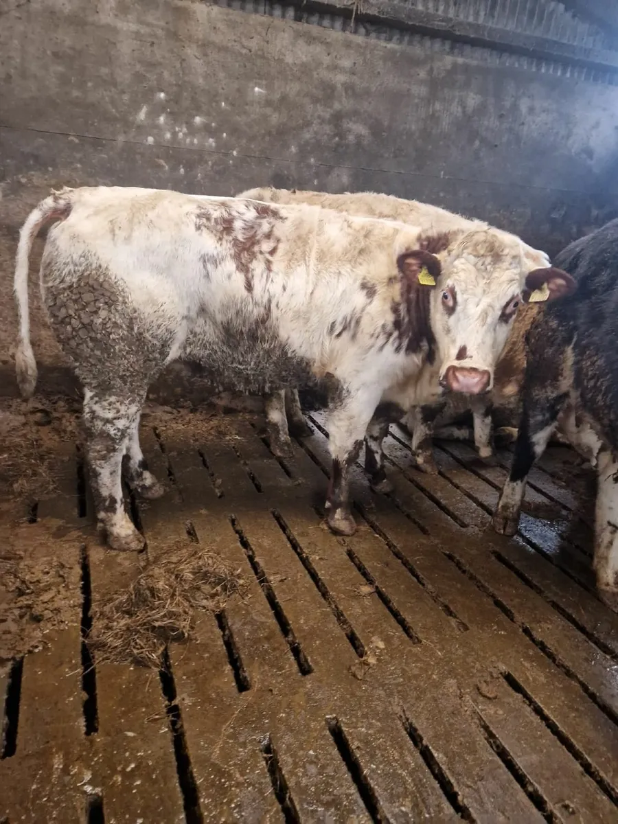 Breeding Heifers - Image 1