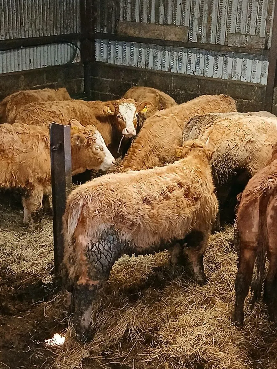 Charolais weanlings heifers - Image 1