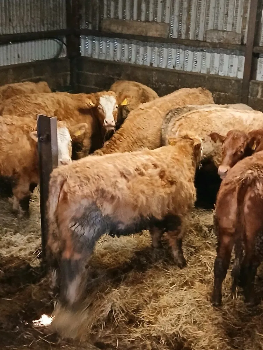Charolais weanlings heifers - Image 2