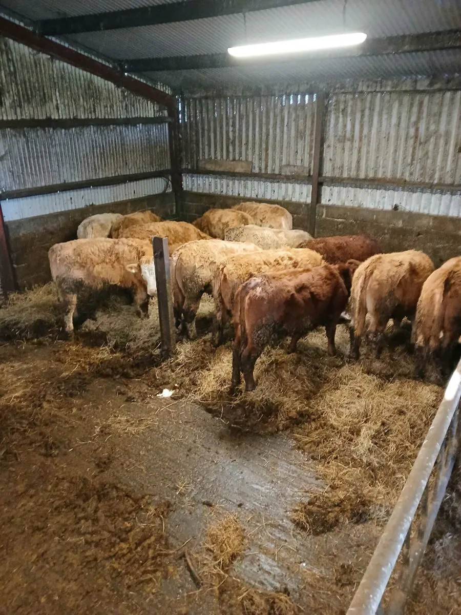 Charolais weanlings heifers - Image 3