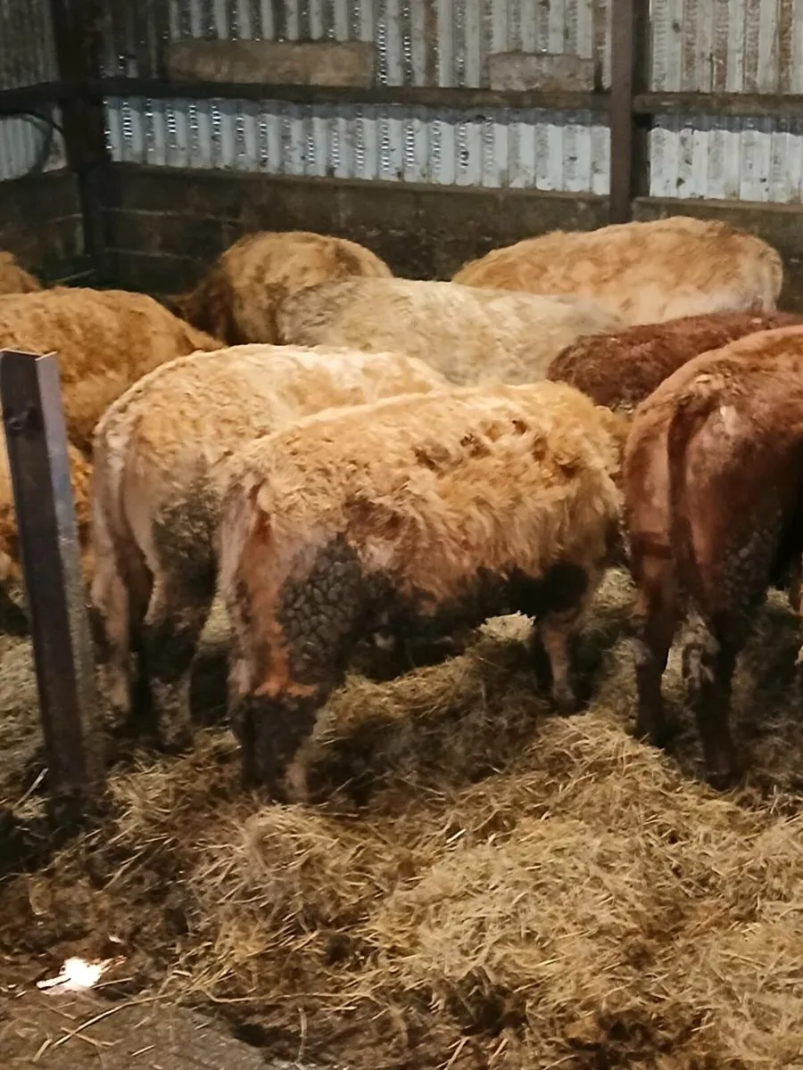 Charolais weanlings heifers - Image 4