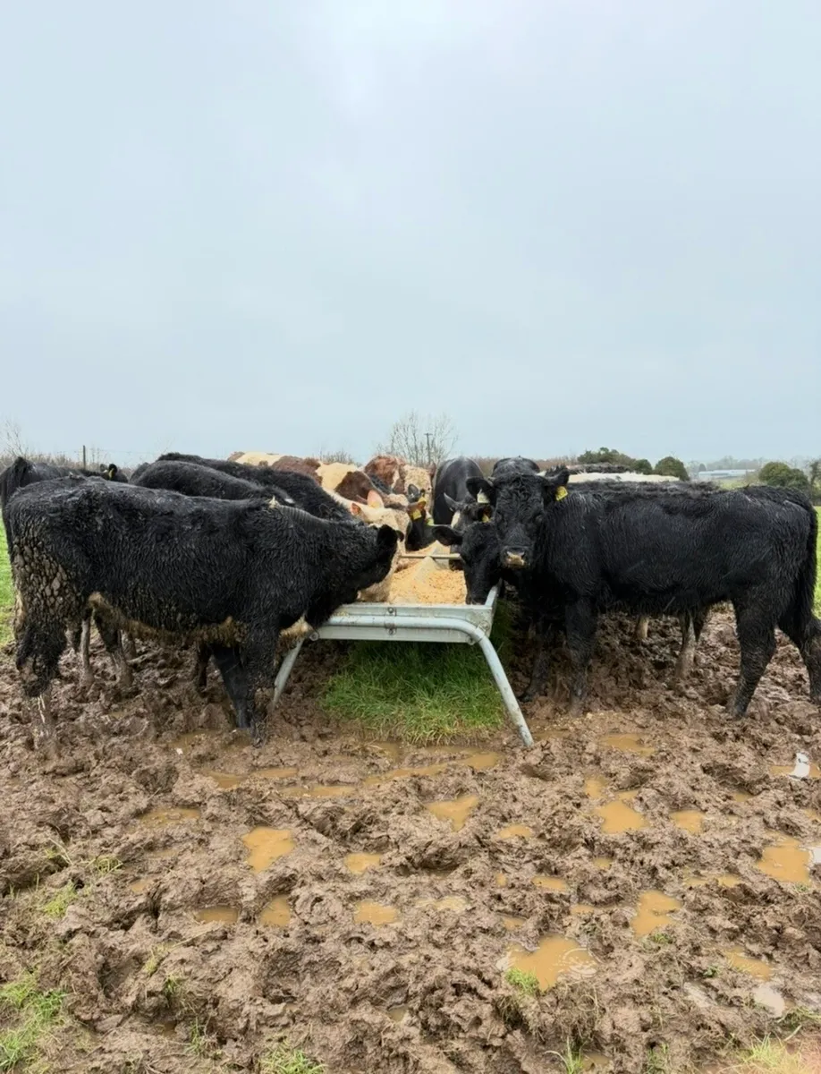18 super outlying heifers for sale - Image 2