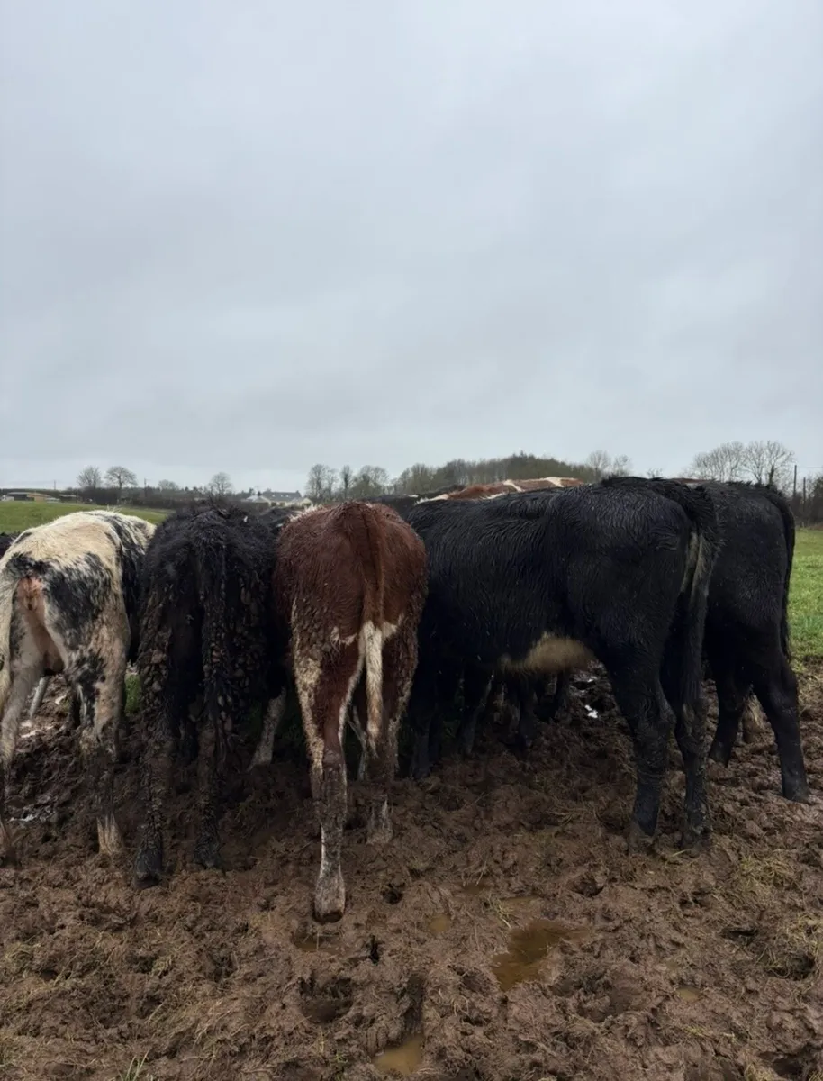 18 super outlying heifers for sale - Image 3