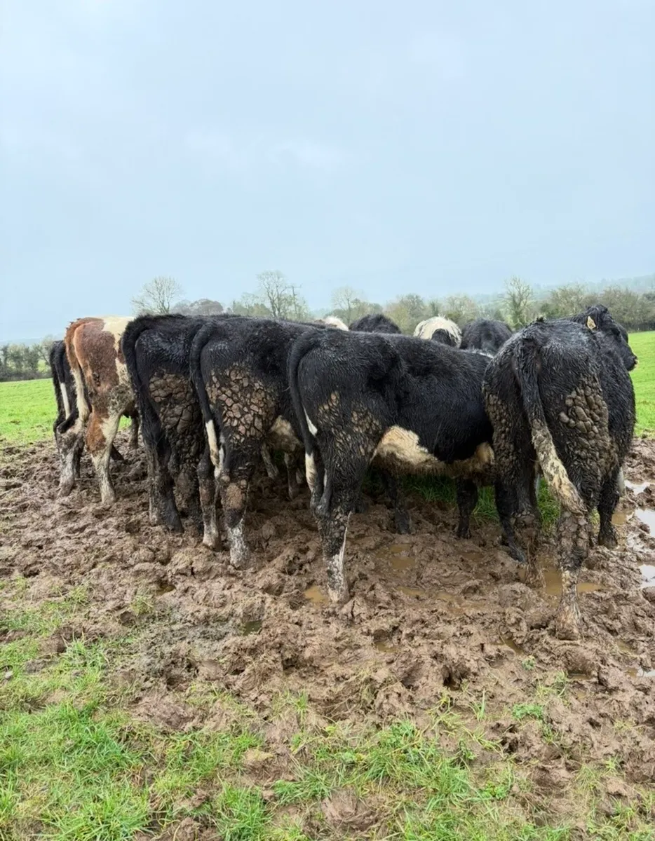 18 super outlying heifers for sale - Image 1