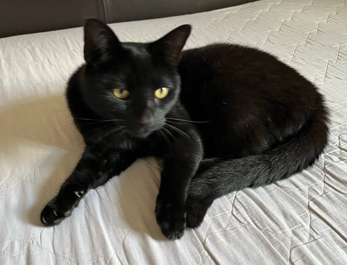 Gorgeous male black cat  looking for a new home - Image 1