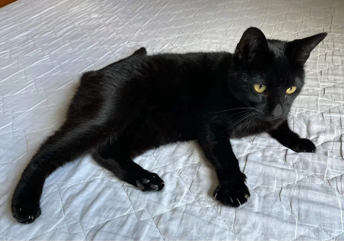 Gorgeous male black cat  looking for a new home - Image 2