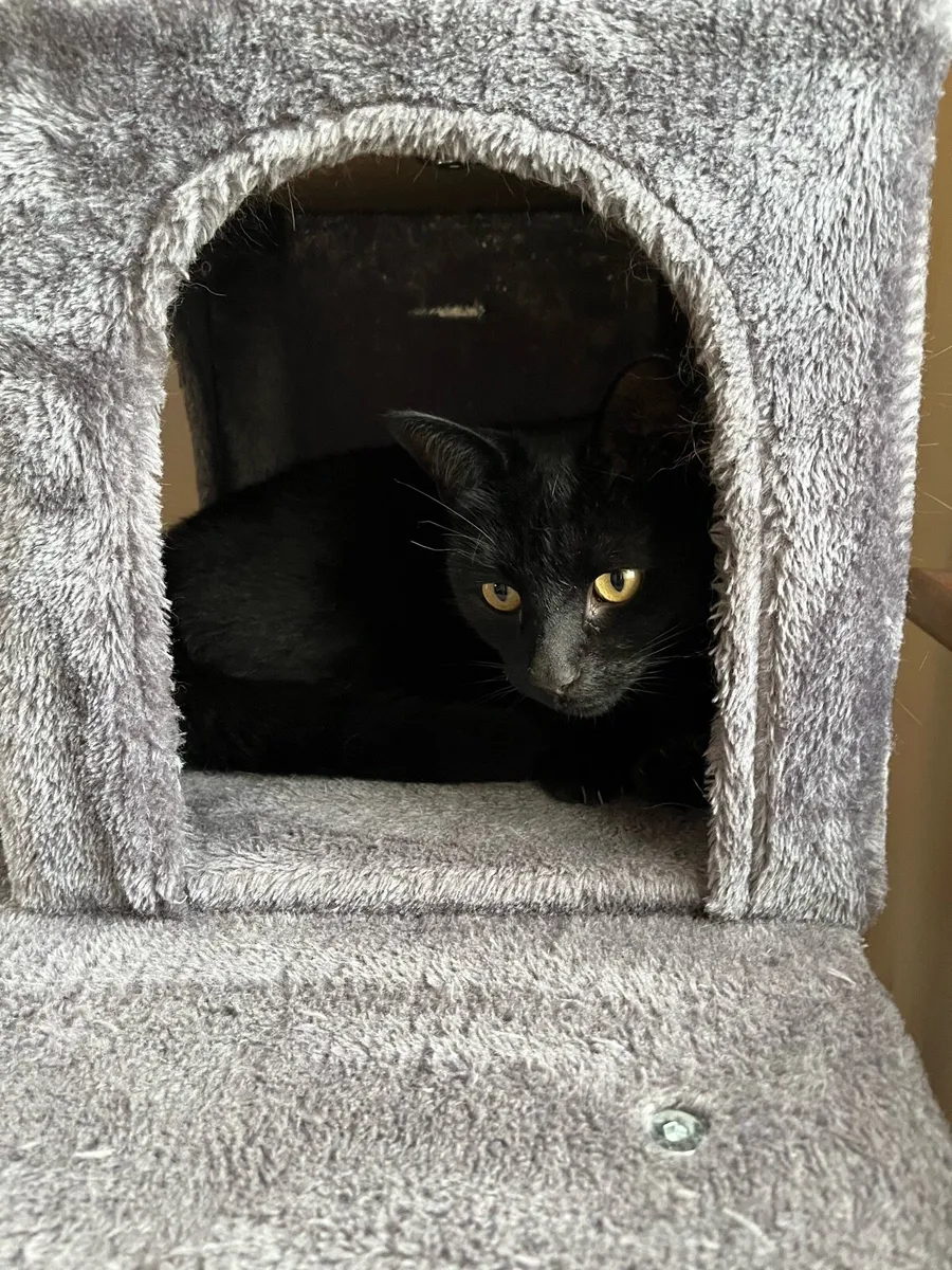 Gorgeous male black cat  looking for a new home - Image 3