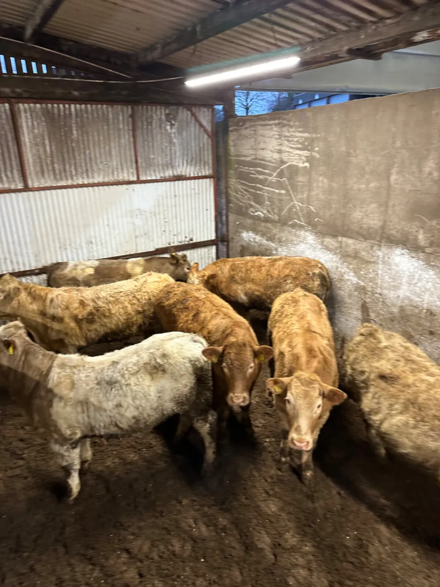 Store Charolais bullocks - Image 4