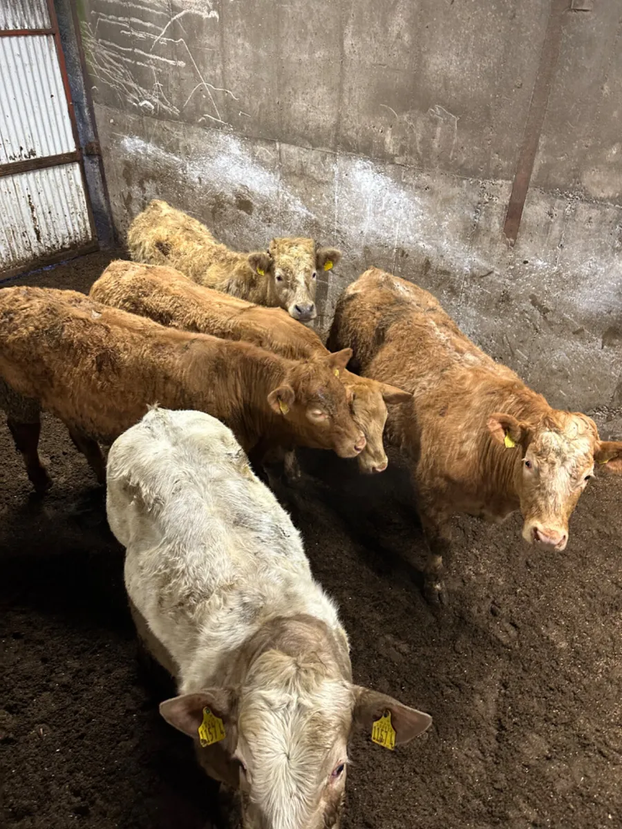 Store Charolais bullocks - Image 1