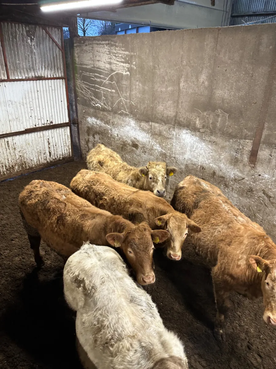 Store Charolais bullocks - Image 2
