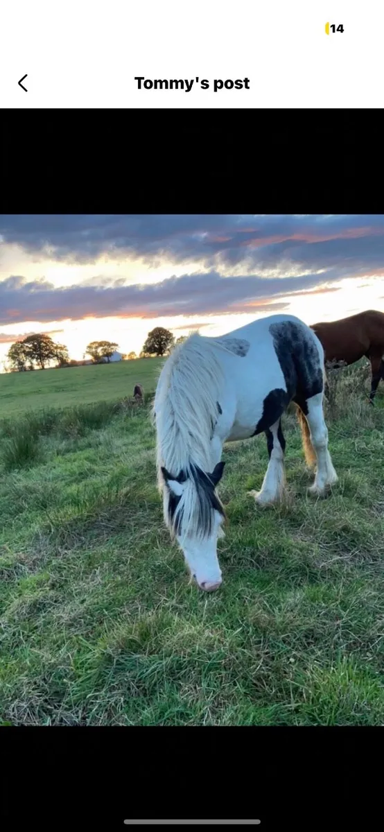 HCP Enya in foal mare for sale - Image 1