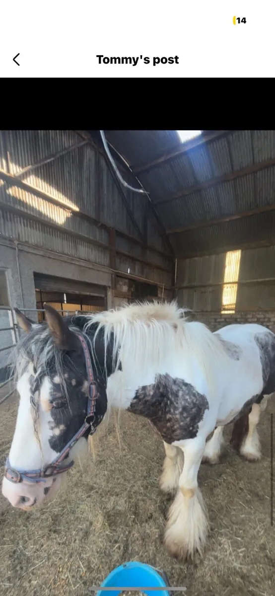 HCP Enya in foal mare for sale - Image 2