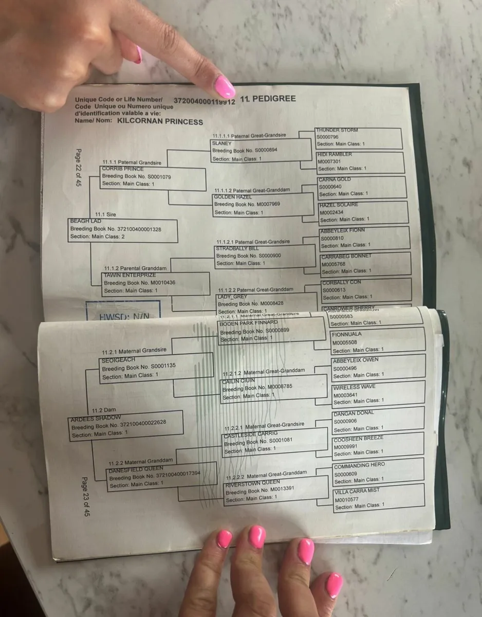 Connemara mare - Image 2