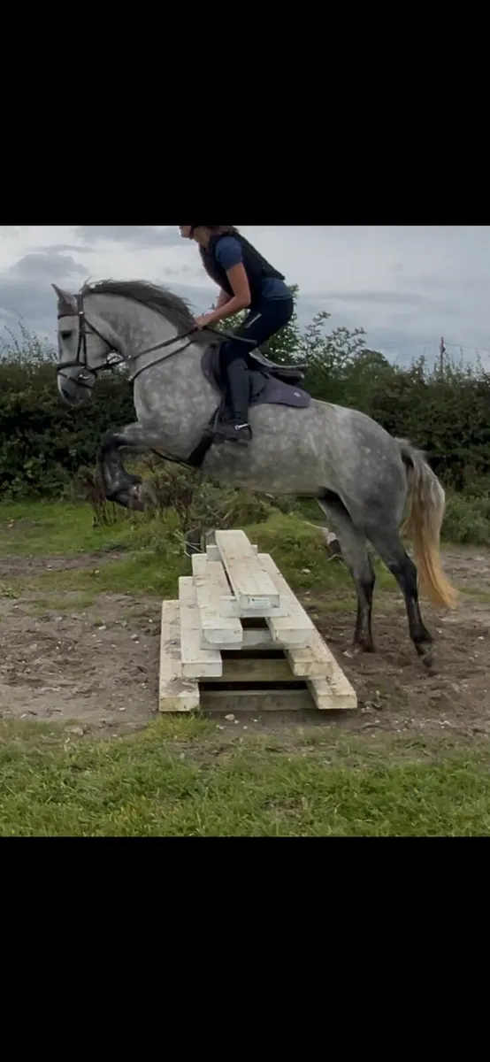 Connemara mare - Image 3