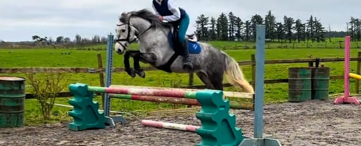 Connemara mare - Image 4