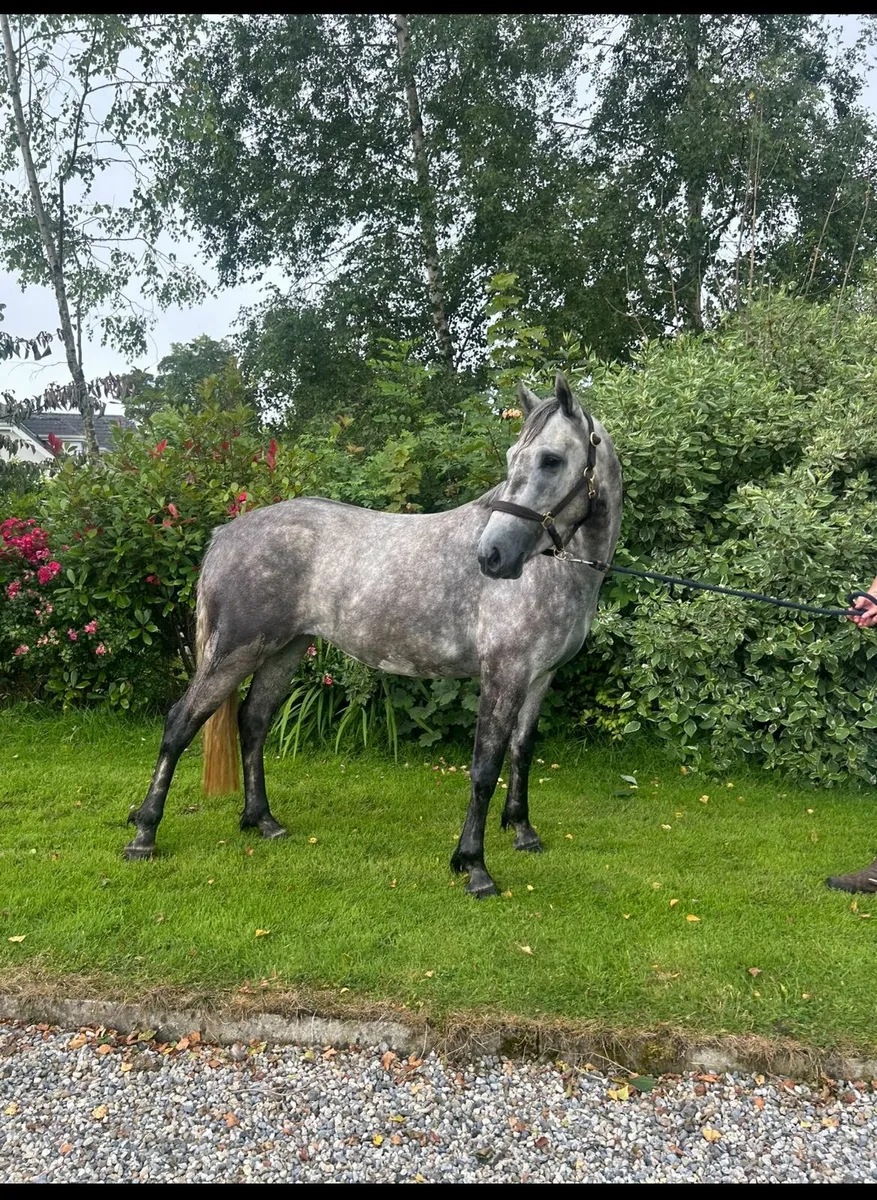 Connemara mare - Image 1