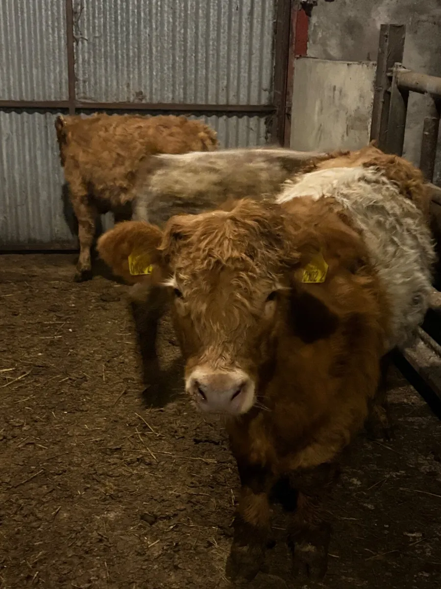 3 bull weanlings - Image 3