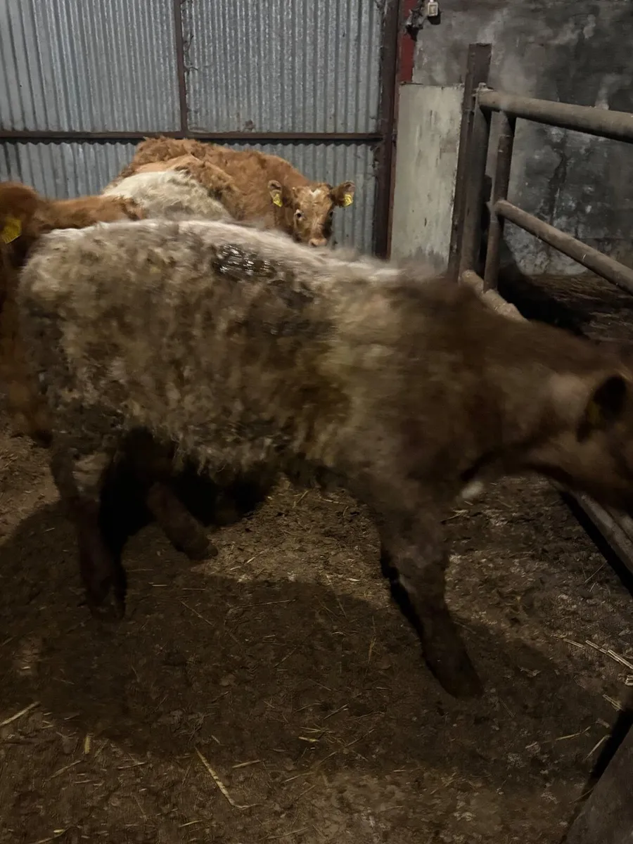 3 bull weanlings - Image 4