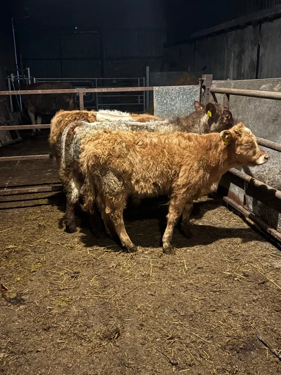 3 bull weanlings - Image 1