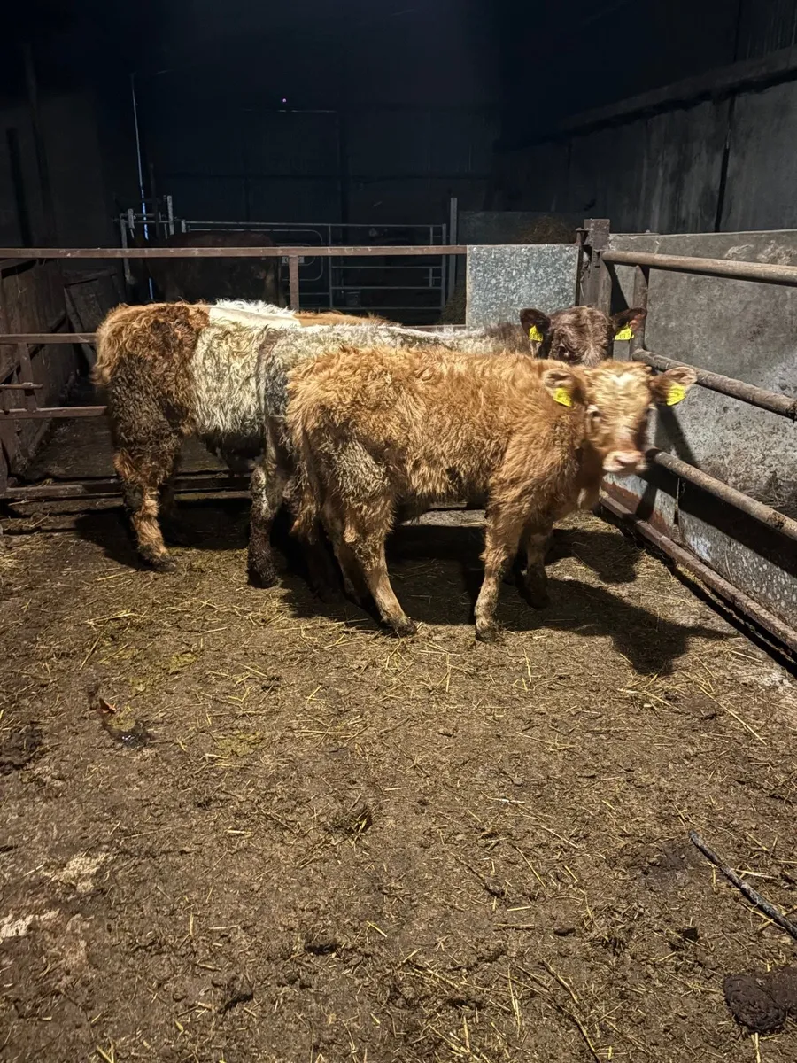 3 bull weanlings - Image 2