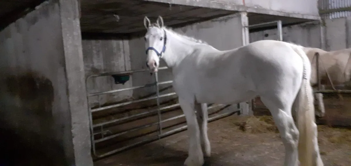 Cob x Draught Mare - Image 1