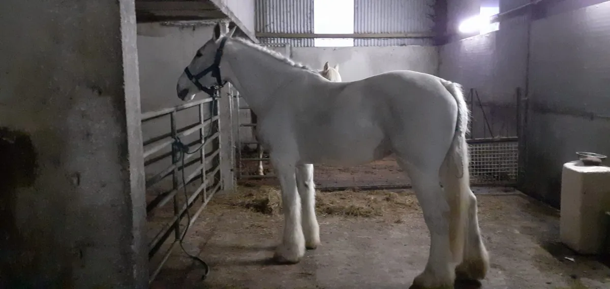 Cob x Draught Mare - Image 2