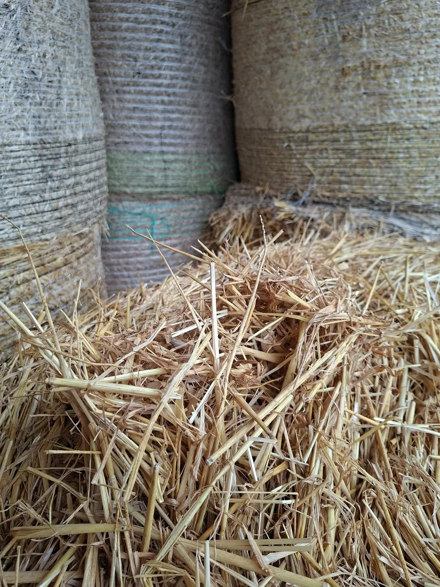 Barley Straw - Image 2