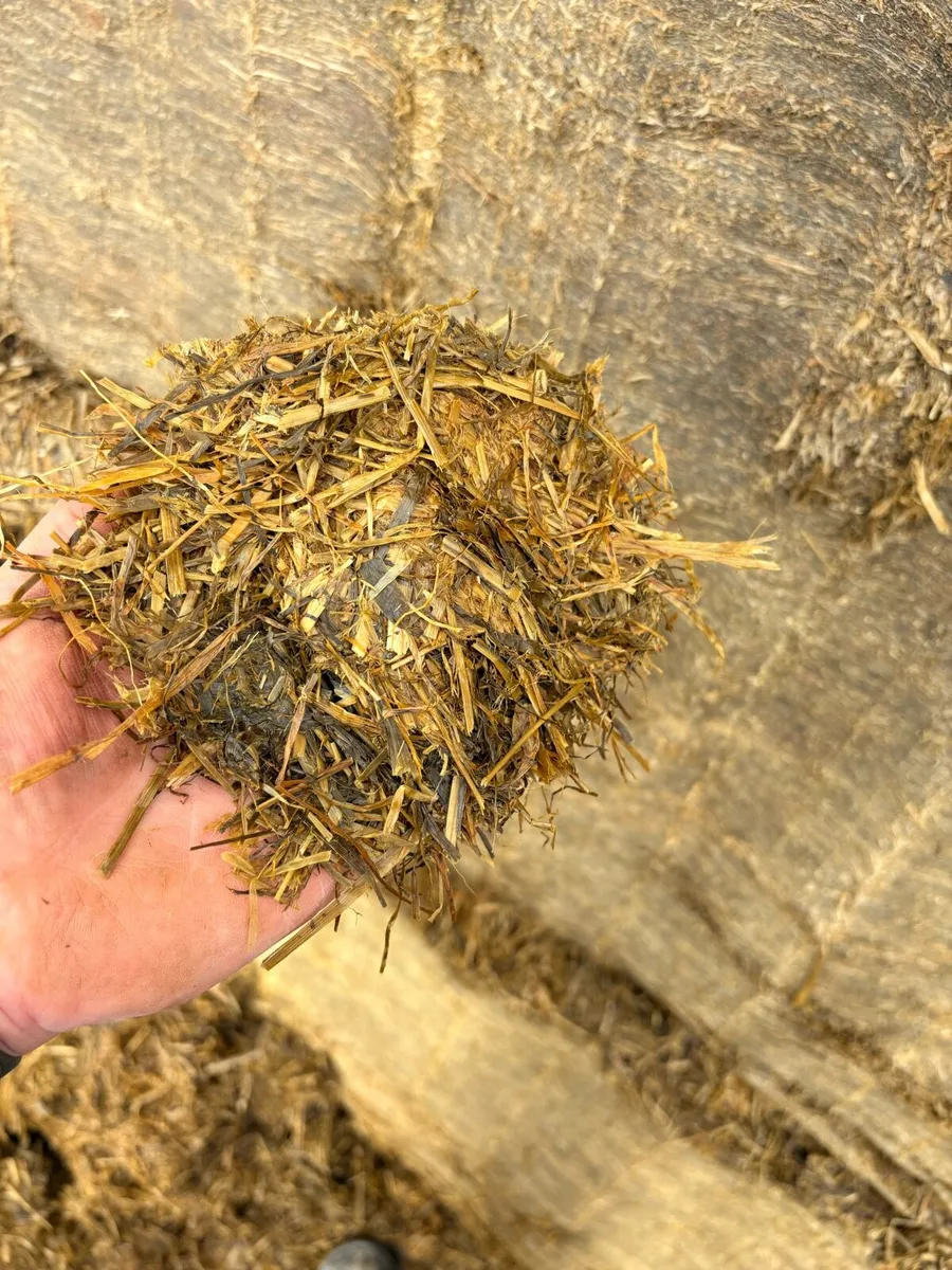 Quality Pit Silage - Image 4