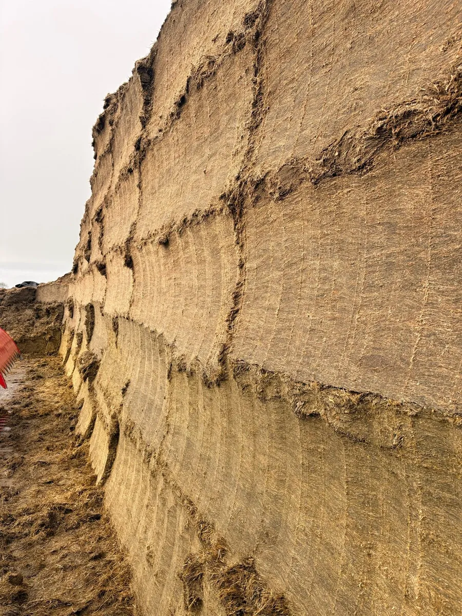 Quality Pit Silage - Image 3