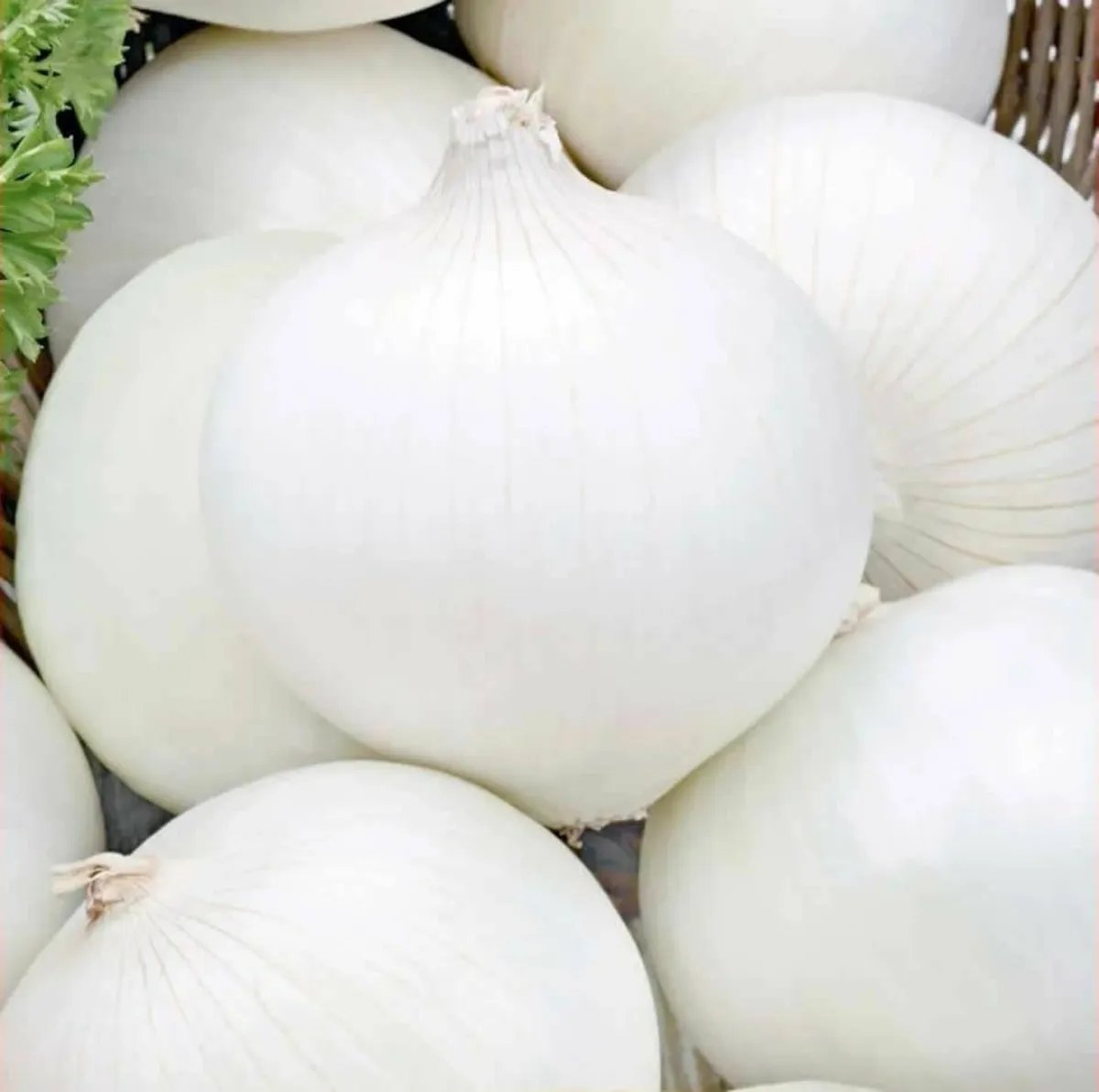 (O) White Onion Avalon seeds 3g (442274)
