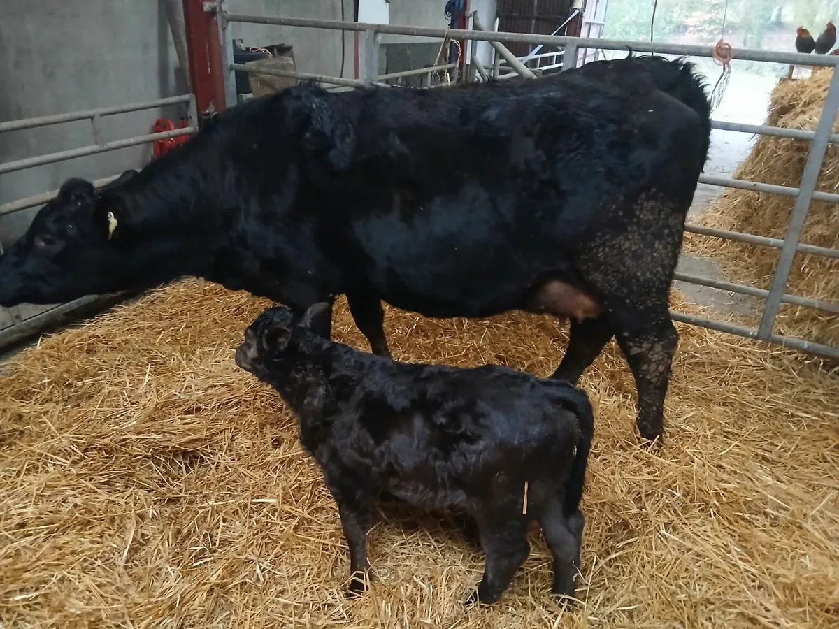 2 Heifers - first calves at foot - Image 1