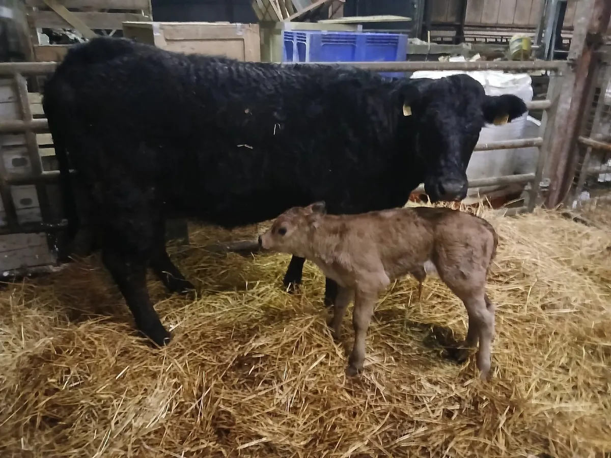 2 Heifers - first calves at foot - Image 3