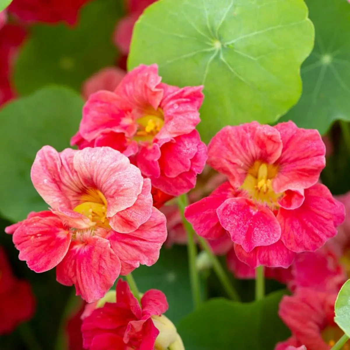 (N) Nasturtium Baby Rose seeds 3g ( 416042) - Image 1