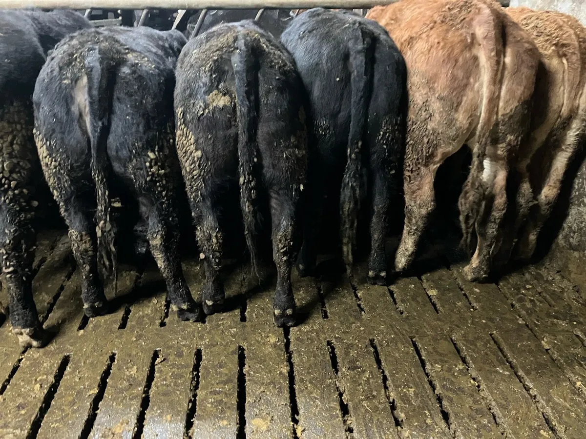 Breeding heifers - Image 3