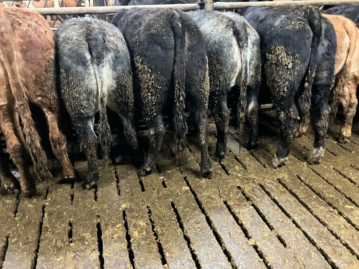 Breeding heifers - Image 1