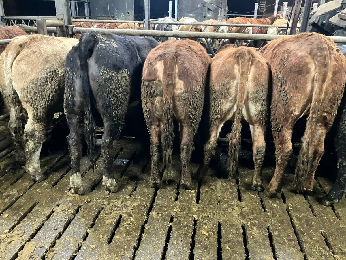 Breeding heifers - Image 4