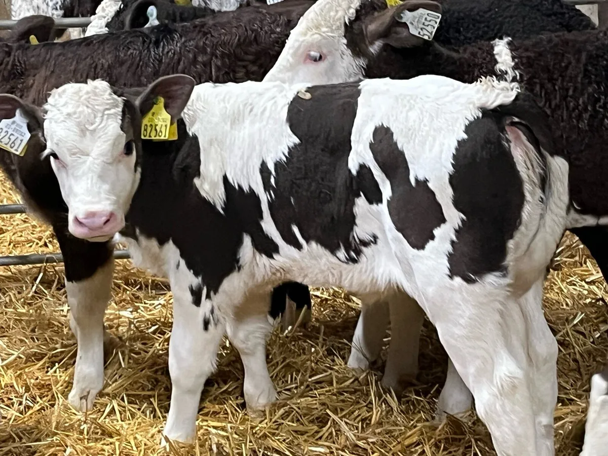 8 Serious Simmental Heifer Calves - Image 1