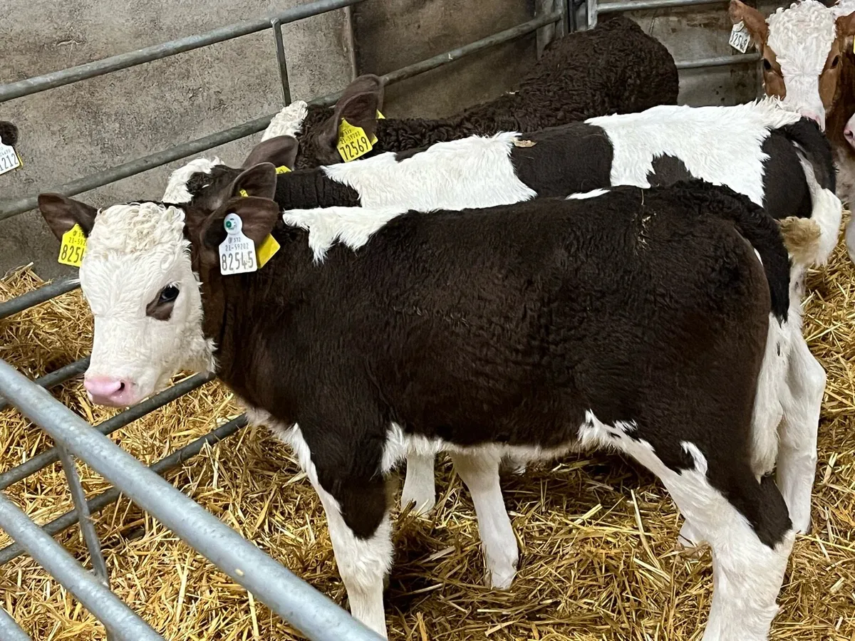 8 Serious Simmental Heifer Calves - Image 3