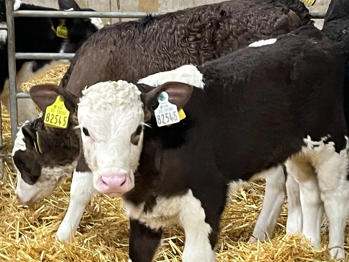 8 Serious Simmental Heifer Calves - Image 4