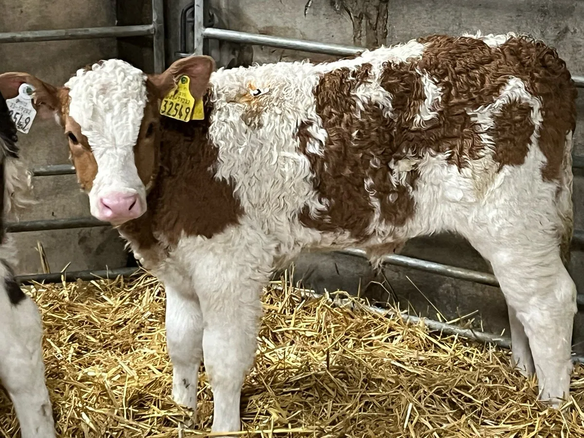 8 Serious Simmental Heifer Calves - Image 2