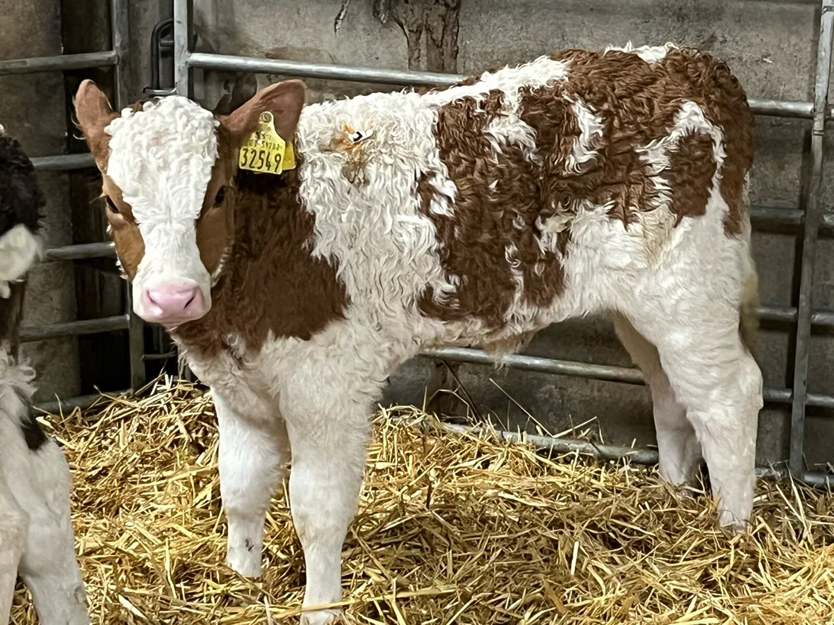 Simmental Heifer Calves - Image 1