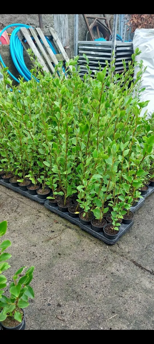 Griselinia Hedging - Image 1