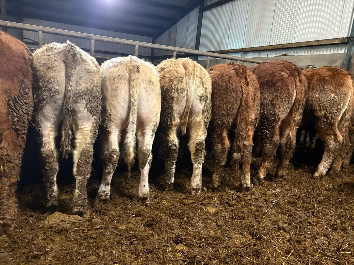 10 smashing bullocks - Image 3